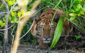 রাতের অন্ধকারে বাঘের হামলায় কেয়ারটেকারের মৃত্যু, ক্ষোভে ফুঁসছে গোটা গ্রাম!