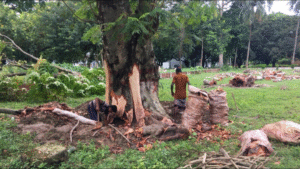 ডালপালা ছাঁটার অনুমতি নিয়ে কারসাজি, ৫০ বছরের পুরনো গাছ কাটার চেষ্টা! স্থানীয়দের প্রতিবাদে পালালো ঠিকাদার