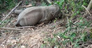 মৃত্যুও থামাল না তীব্র স্রোত, জলপাইগুড়ি-আলিপুরদুয়ারে বন্যায় বিপর্যয়, নিখোঁজদের খোঁজে বনকর্মীরা, উদ্ধার এক হাতিশাবক!
