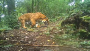 বাঘ না অন্য কোনো জন্তু? কোচবিহারে হামলার তদন্তে বন দফতর, নেওড়াভ্যালিতে বসছে ট্র্যাপ ক্যামেরা