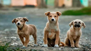 পৈশাচিক নিষ্ঠুরতা জগাছায়! জ্যান্ত পুড়িয়ে মারা হলো ৫টি সারমেয় ছানাকে, খুনিদের খোঁজে সিসিটিভি স্ক্যান করছে পুলিশ