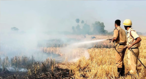 পশ্চিম মেদিনীপুরের পিংলা, ধান খেতের নাড়া পোড়ানো ঘিরে অগ্নি-বিপর্যয়, সর্বস্বান্ত ভাগচাষি