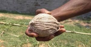 মুর্শিদাবাদে হলুদ সরষে ক্ষেতে লাল আতঙ্ক! উদ্ধার ব্যাগ ভর্তি তাজা সকেট বোমা, বড়সড় নাশকতার ছক?