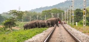 রেললাইনে সাক্ষাৎ যম! চালকের তৎপরতায় নিশ্চিত মৃত্যু থেকে বাঁচল ৮টি হাতি, বড়সড় দুর্ঘটনা এড়াল ক্যাপিটাল এক্সপ্রেস