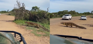 কুমিরের দাপটে স্তব্ধ হাইওয়ে! ভিডিও দেখে নেটিজেনরা বলছেন, ‘এ তো সাক্ষাৎ ডাইনোসর’।