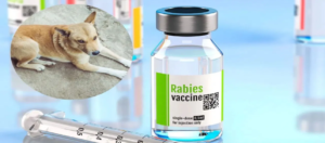 ভারতীয় ভ্যাকসিনে ‘জাল’ তকমা অস্ট্রেলিয়ার! আন্তর্জাতিক মহলে তোলপাড়, কড়া জবাব দিল টিকা প্রস্তুতকারী সংস্থা।