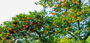 পুরুলিয়ার লালপাহাড়িতে কমলা বিপ্লব! রুক্ষ মাটিতেই ফলছে উত্তরবঙ্গের স্বাদের লেবু, অবাক বিশেষজ্ঞ মহল