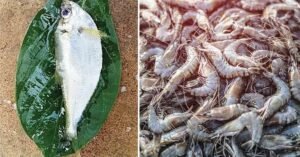 আফ্রিকার ইলিশ, চিংড়ি, তেলাপিয়া নাকি পড়ছে বাঙালির পাতে? ফাঁস চাঞ্চল্যকর তথ্য!