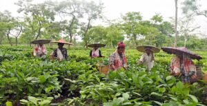 বিস্ফোরক প্রস্তাব! ডুয়ার্সের চা-বাগানে এবার কি মাথা তুলবে হাইটেক আইটি পার্ক ও উপনগরী?