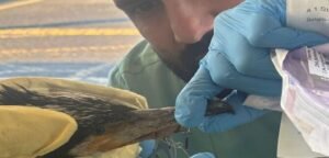 চিকিৎসা না পাওয়া পর্যন্ত সমানে টোকা জানলায়! জার্মানির হাসপাতালে পাখির কাণ্ড দেখে তাজ্জব চিকিৎসকরা