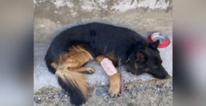 বুলেটের ক্ষত নিয়ে লড়াই! কিস্তোয়ারে জঙ্গি নিধনে সেনার তুরুপের তাস স্নিফার ডগ ‘টাইসন’