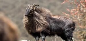 হিমালয়ের রহস্যময় ৫ প্রাণী: যাদের দেখা পেতে দুনিয়ার পর্যটকরা হন্যে হয়ে ঘোরে ভারতে