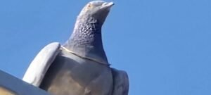 পাকা চোর এই পায়রা! স্যাকরার দোকান থেকে ১ লাখি সোনার চেন নিয়ে চম্পট, বাজারে হুলুস্থুল