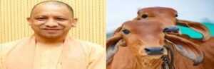 কৃষকদের ভাগ্য ফেরাতে যোগী সরকারের মাস্টারস্ট্রোক! ‘মিনি নন্দিনী যোজনায়’ ১০টি গরু পালনে মিলবে ১২ লক্ষ টাকা পর্যন্ত ভর্তুকি
