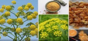 কেজি প্রতি ৫০,০০০ টাকা! দামী হিং এবার ফলবে আপনার বারান্দায়, ১ মাসেই চারা তৈরির সহজ ম্যাজিক শিখুন