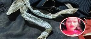 মানুষ থেকে সাপ! বিছানায় খোলস রেখে উধাও তরুণী, অলৌকিক আতঙ্কে কাঁপছে গোটা গ্রাম