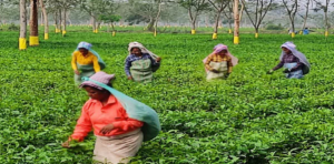 ভোটের আগে মাস্টারস্ট্রোক! উত্তরবঙ্গের চা শ্রমিকদের অ্যাকাউন্টে সরাসরি টাকা পাঠাবে মোদী সরকার?