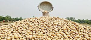 বিজেপির চাল নাকি বাস্তবের হাহাকার? “আলু বেচে দড়ি কেনার পয়সাও নেই,” ফুঁসছে গ্রামীণ বাংলা