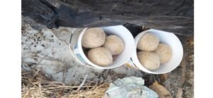 সোনাপুকুরে হানা দিয়ে পুলিশের বড় সাফল্য, ভোট লুঠের ছক বানচাল? পলাতক মজিবুর!