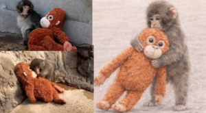 খেলনা ওরাংওটাং অতীত, এবার রক্তমাংসের ‘গার্লফ্রেন্ড’ পেল ভাইরাল বাঁদরছানা পাঞ্চ!