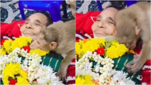 মানুষের চেয়েও বেশি মায়া! মৃত দাদিমার দেহ আঁকড়ে অঝোরে কাঁদল বানর, চোখে জল নেটাগরিকদের