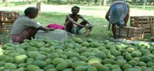 মালদার আমের ব্র্যান্ডিং ও রফতানিতে জোর: চাষিদের আর্থিক সুরাহার লক্ষ্যে ব্যাংকিং শিবির