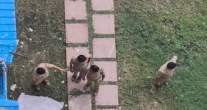 গ্রেটার নয়ডায় অম্রপালি গলফ হোমস সোসাইটিতে ভয়াবহ ঘটনা: সামান্য বচসার জেরে প্রাণ গেল ১৯ বছরের তরুণীর?