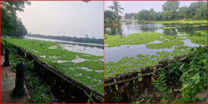 মৃত্যুশয্যায় রবীন্দ্র সরোবর! দূষণমুক্ত করতে এবং বাস্তুসংস্থান ফেরাতে এবার কোমর বাঁধল সরকার