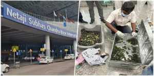 ব্যাগে অদ্ভূত শব্দ! ব্যাংকক ফেরত যাত্রীর লাগেজ খুলতেই চক্ষু চড়কগাছ কাস্টমসের, উদ্ধার ৭০০-র বেশি জীবিত কচ্ছপ