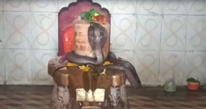 গর্ভগৃহে ফণা তুলে বসল আস্ত গোখরা সাপ! শিবলিঙ্গকে পেঁচিয়ে দুই ঘণ্টা কী করল সে? শিউরে ওঠা দৃশ্য