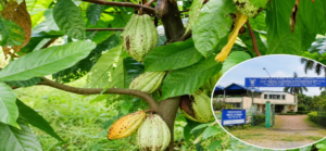 দোকান থেকে নয়, এবার আপনার ছাদবাগান বা উঠোনেই ফলবে চকোলেট! তাক লাগাচ্ছেন উত্তরবঙ্গের বিজ্ঞানীরা