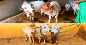বিলুপ্তির পথে থাকা বিরল প্রজাতির এই গরুর দাম ৫-৬ লক্ষ টাকা! কেন এত বিশেষ এই পুঙ্গানুর জাত?