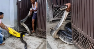বাড়ি ঢুকছিল বিশাল অজগর! খালি হাতে লেজ ধরে যা করলেন এই সাহসী ব্যক্তি, ভিডিও দেখলে শিউরে উঠবেন