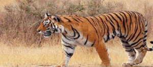 দীর্ঘ লড়াই শেষ! ১২ দিন মৃত্যুর সঙ্গে পাঞ্জা কষে অবশেষে প্রাণ হারাল ঝড়খালির রয়্যাল বেঙ্গল ‘সুন্দর’