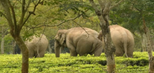 চা-বাগানে ঢুকে চরম আতঙ্ক! ৬ ঘণ্টার টানা অপারেশনে ৪ কুনকি হাতি নামিয়ে গণ্ডার শাবককে জঙ্গলে ফেরাল বন দফতর