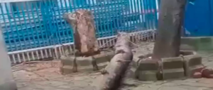 সকালের ব্যস্ত সময়ে হাসপাতাল চত্বরে হঠাৎ এমন কী ঘটল, যার জেরে মুহূর্তে কেড়ে নিল এক মহিলার প্রাণ?
