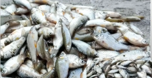 কুচো মাছ কুটতে গিয়ে কালঘাম ছুটে যায়? ৫ মিনিটে ঝরঝরে করে কাটার এই দুর্দান্ত কৌশল জানলে চোখ কপালে উঠবে!