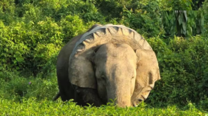 গলায় শক্ত করে আটকে ট্রাক্টরের টায়ার! চা-বাগানে ঘুরে বেড়ানো হাতিকে বাঁচাল বন দফতর