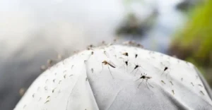 ফুল প্যান্ট পরলেও মিলবে না রেহাই! কীভাবে চামড়া ভেদ করে রক্ত চুষছে মশা? জানুন বিজ্ঞানসম্মত কারণ