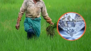 ছত্তিশগড়ের যে খেত থেকে মিলেছিল হিরে, আজ সেখানেই লহ লহ করছে ফসল! প্রশাসনিক জট ও অনিশ্চয়তায় দিন কাটছে হতবাক কৃষকের