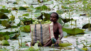 দুর্গাপুজো এলেই কেল্লাফতে! জলের মতো টাকা ঘরে তুলতে কোন ফন্দি আঁটছেন এই চাষি?