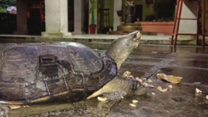 সন্ধ্যার অন্ধকার নামতেই মন্দিরে হাজির বিশাল কछুয়া! প্রতিদিনের এই কাণ্ড দেখে তাজ্জব ভক্তরা